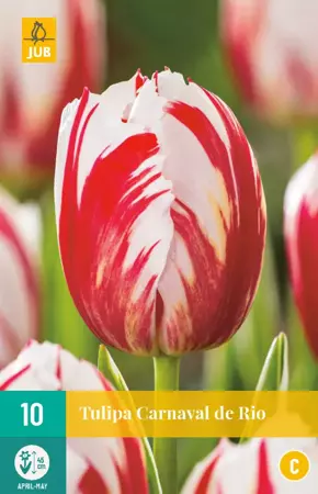 Tulipa Carnaval de Rio