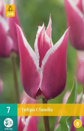 Tulipa Claudia