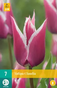 Tulipa Claudia