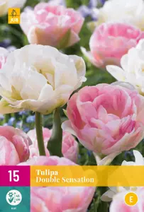 Tulipa Double Sensation