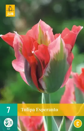 Tulipa Esperanto