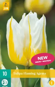 Tulipa Flaming Agrass