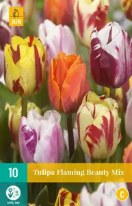 Tulipa Flaming Beauty Mix