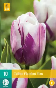Tulipa Flaming Flag