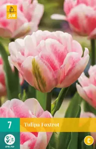 Tulipa Foxtrot