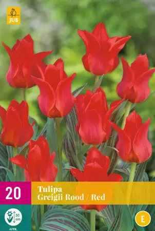 Tulipa greigii Rood