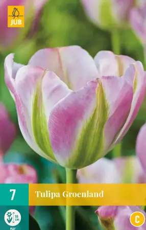 Tulipa Groenland