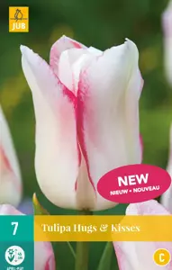 Tulipa Hugs & kisses