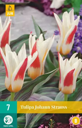 Tulipa Johann Strauss