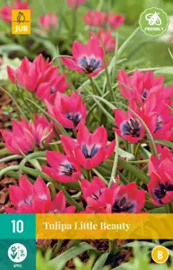 Tulipa Little Beauty