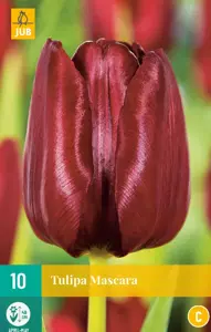 Tulipa Mascara