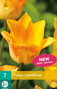 Tulipa Moonblush
