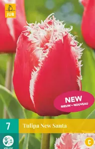 Tulipa New Santa