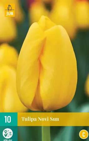 Tulipa Novi Sun