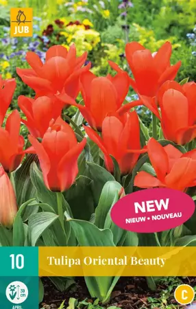 Tulipa Oriental Beauty
