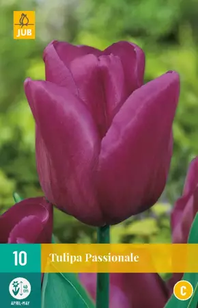 Tulipa Passionale