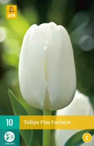 Tulipa Pim Fortuyn