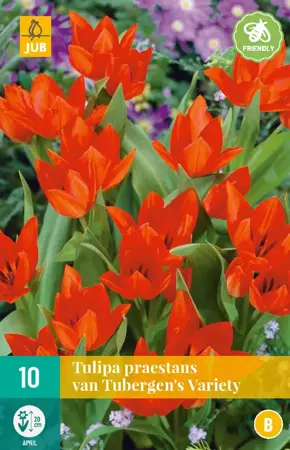 Tulipa praestans van Tubergen's var.