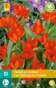 Tulipa praestans van Tubergen's var.