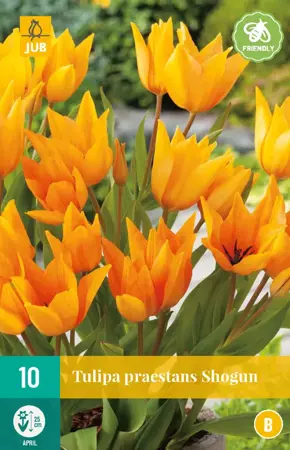 Tulipa praestans Shogun