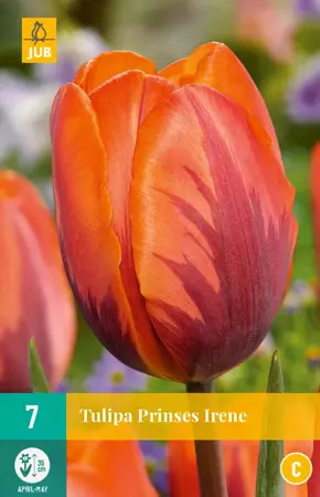 Tulipa Prinses Irene