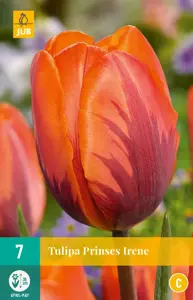 Tulipa Prinses Irene