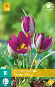 Tulipa pulch. Persian Pearl