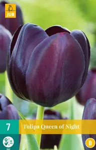 Tulipa Queen of Night