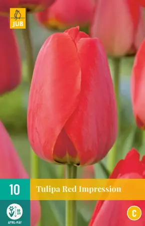 Tulipa Red Impression