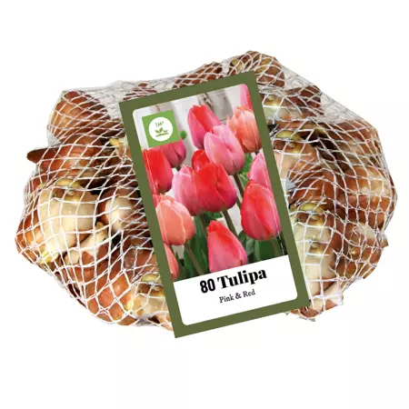 Tulipa Triumph Roze & Rood