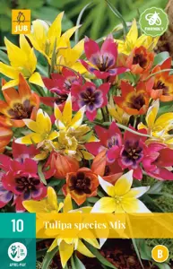 Tulipa Species Mix