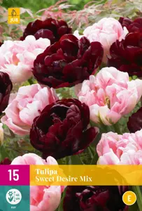 Tulipa Sweet Desire Mix