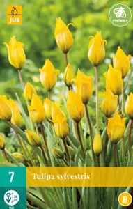 Tulipa sylvestris