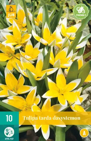 Tulipa tarda dasystemon