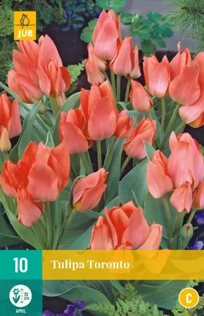 Tulipa Toronto