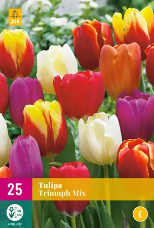 Tulipa Triumph Mix