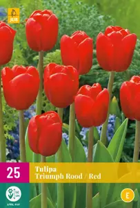 Tulipa Triumph Rood