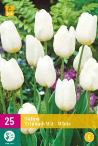 Tulipa Triumph Wit