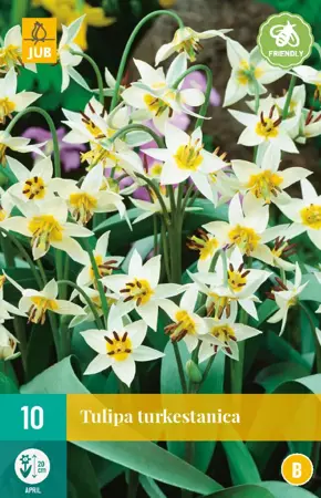 Tulipa turkestanica