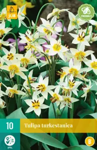 Tulipa turkestanica