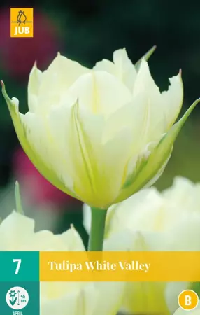 Tulipa White Valley