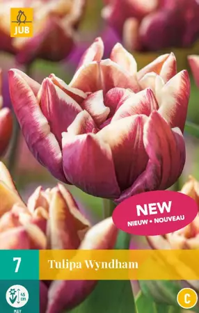 Tulipa Wyndham