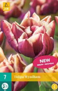 Tulipa Wyndham