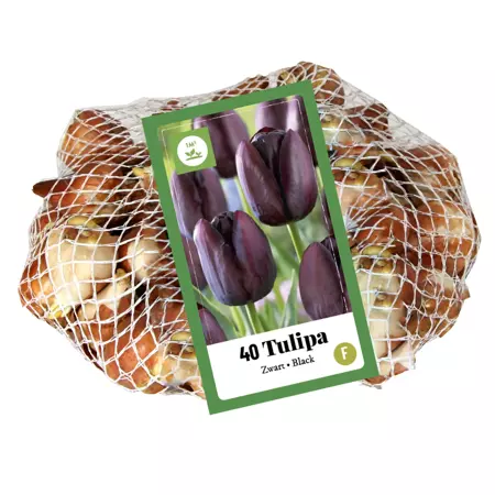 Tulipa Zwart