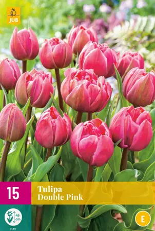 Tulipa Double Pink