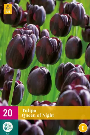 Tulipa Queen of Night