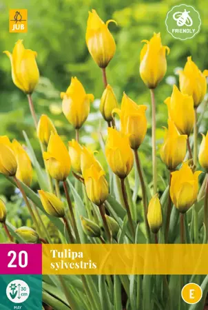 Tulipa sylvestris