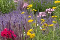 Vaste planten