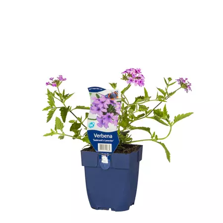 Verbena 'Seabrook's Lavender' - afbeelding 1