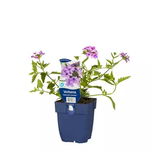 Verbena 'Seabrook's Lavender' - afbeelding 1